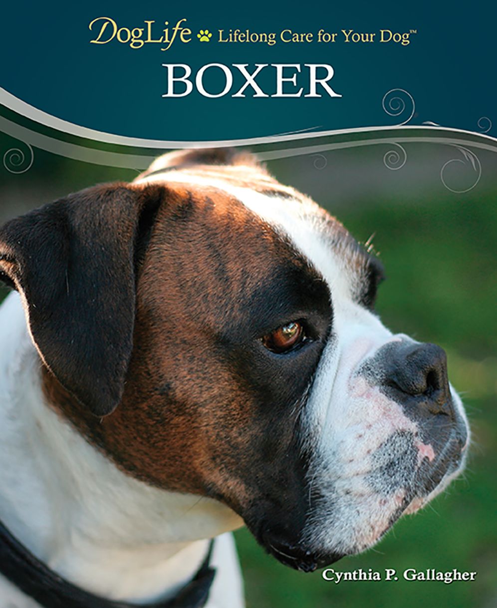 Boxer