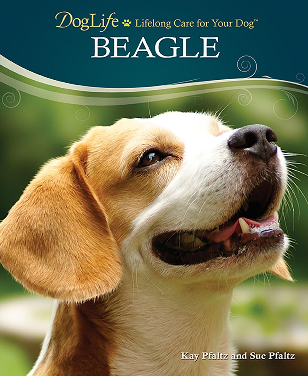 Beagle