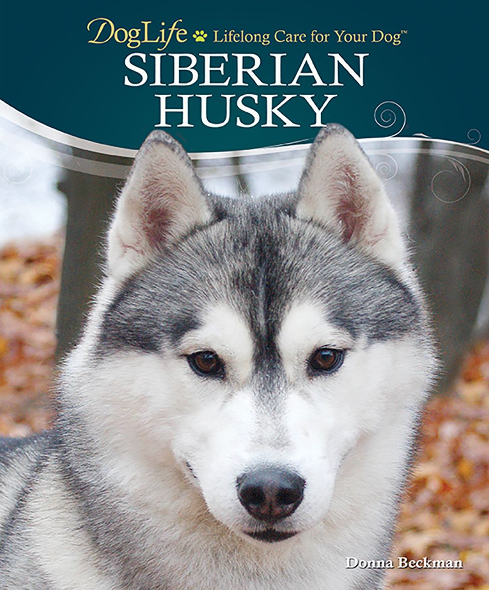 Siberian Husky