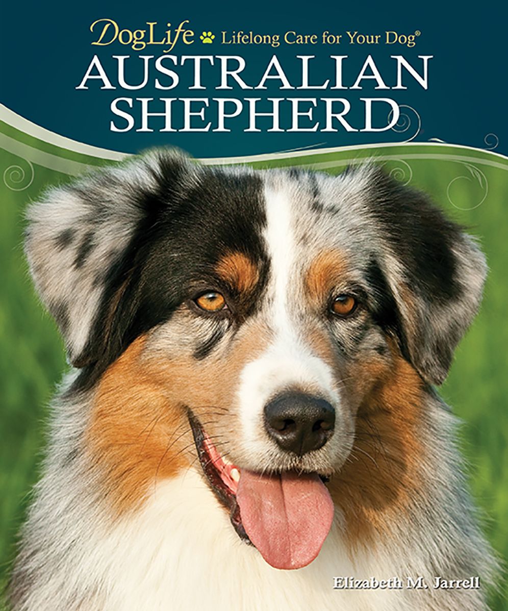 Australian Shepherd