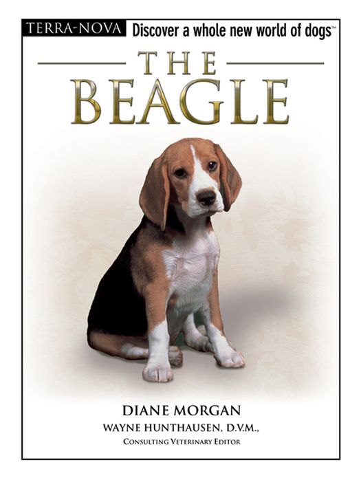 The Beagle