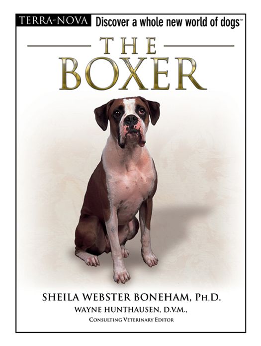 The Boxer