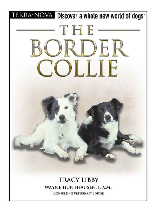 The Border Collie