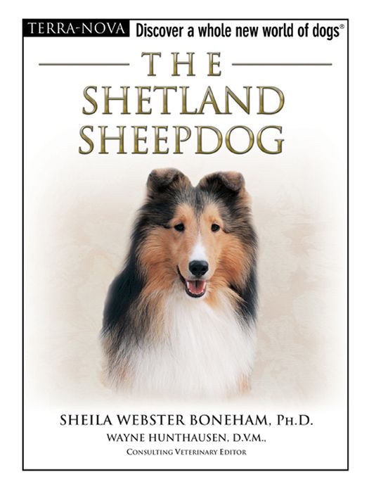 The Shetland Sheepdog