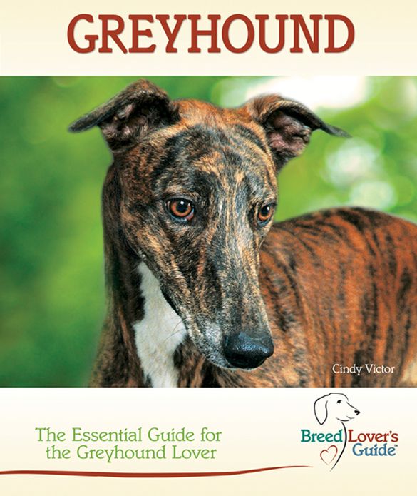 Greyhound: The Essential Guide for the Greyhound Lover