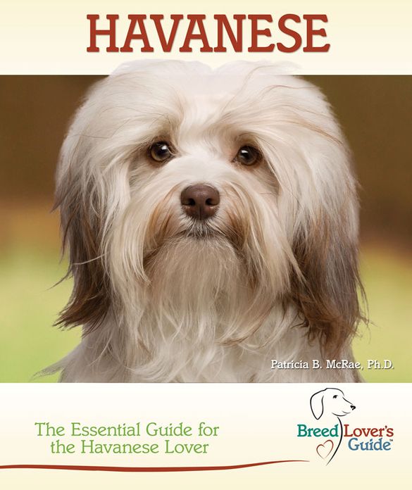 Havanese: The Essential Guide for the Havanese Lover