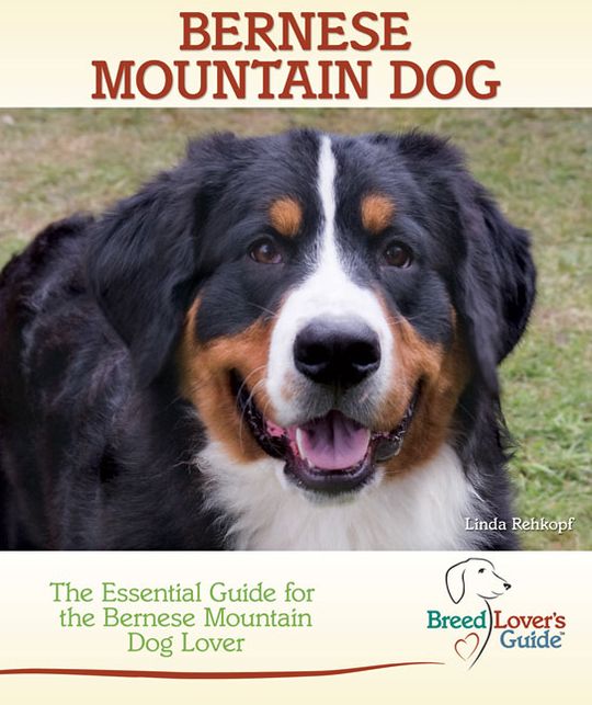 Bernese Mountain Dog: The Essential Guide for the Bernese Mountain Dog Lover