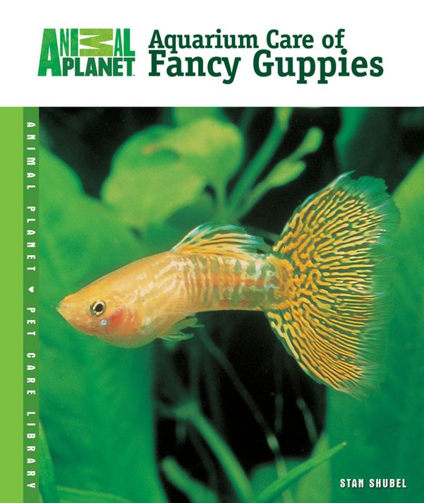 Aquarium Care of Fancy Guppies