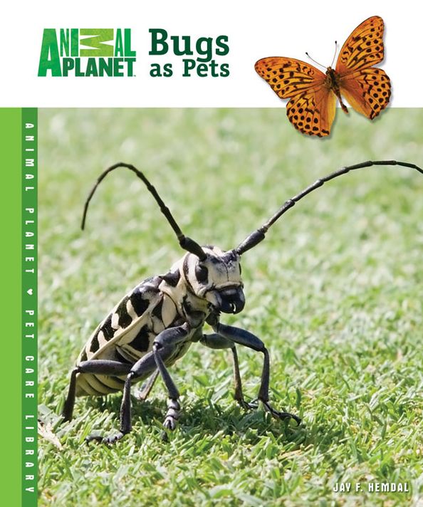 Bugs as Pets