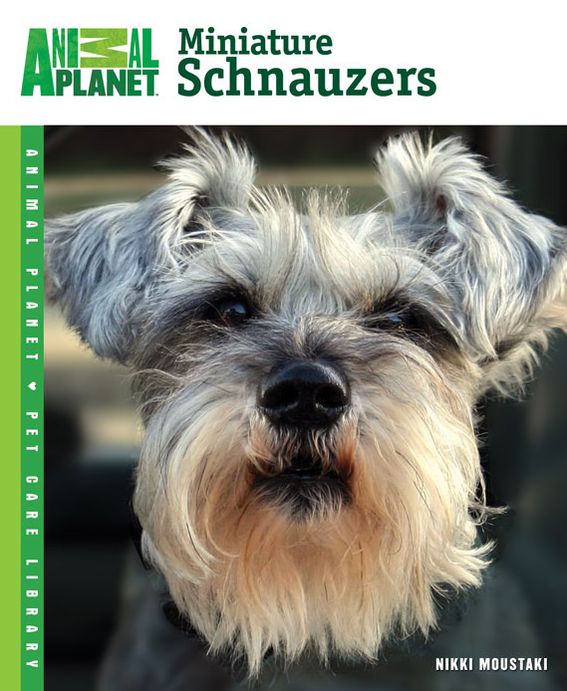 Miniature Schnauzers