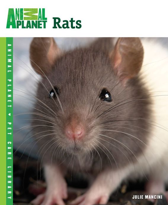 Rats