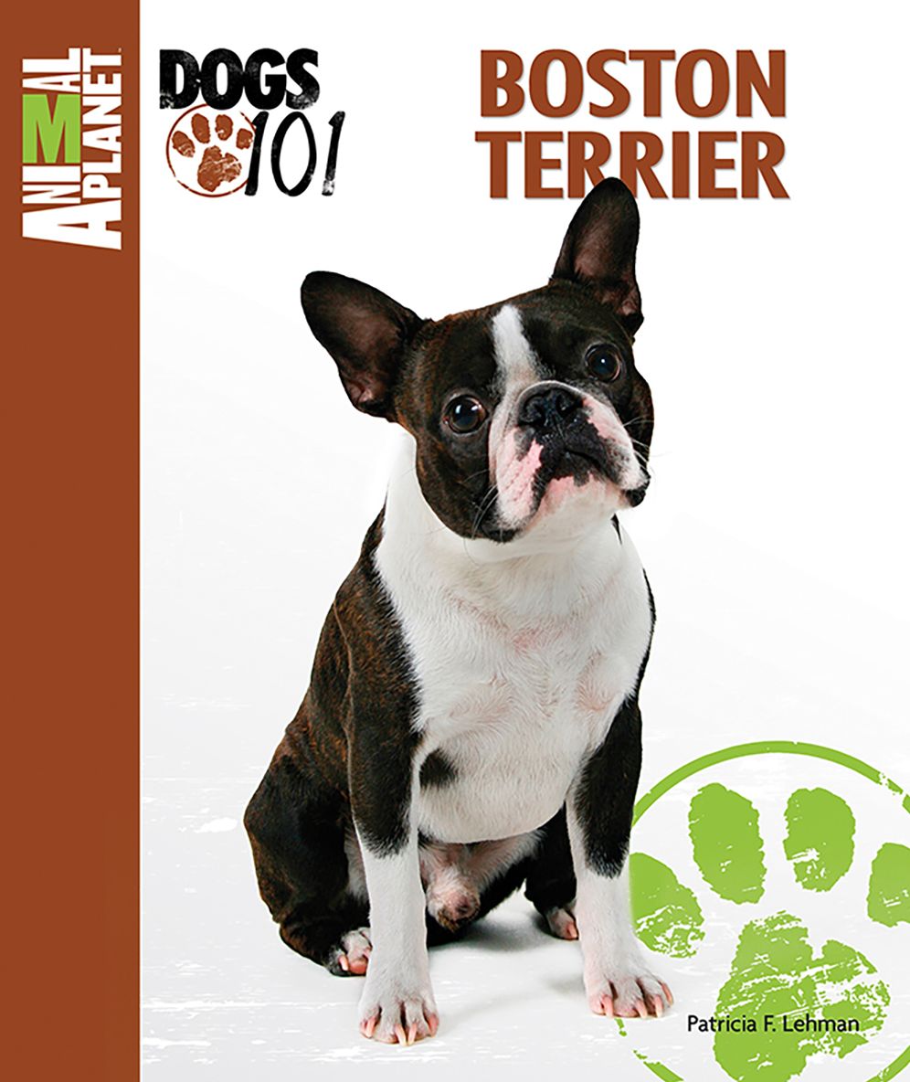 Boston Terrier