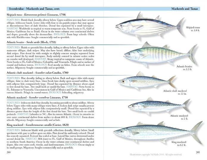 A Field Guide to Coastal Fishes: From Maine to Texas
