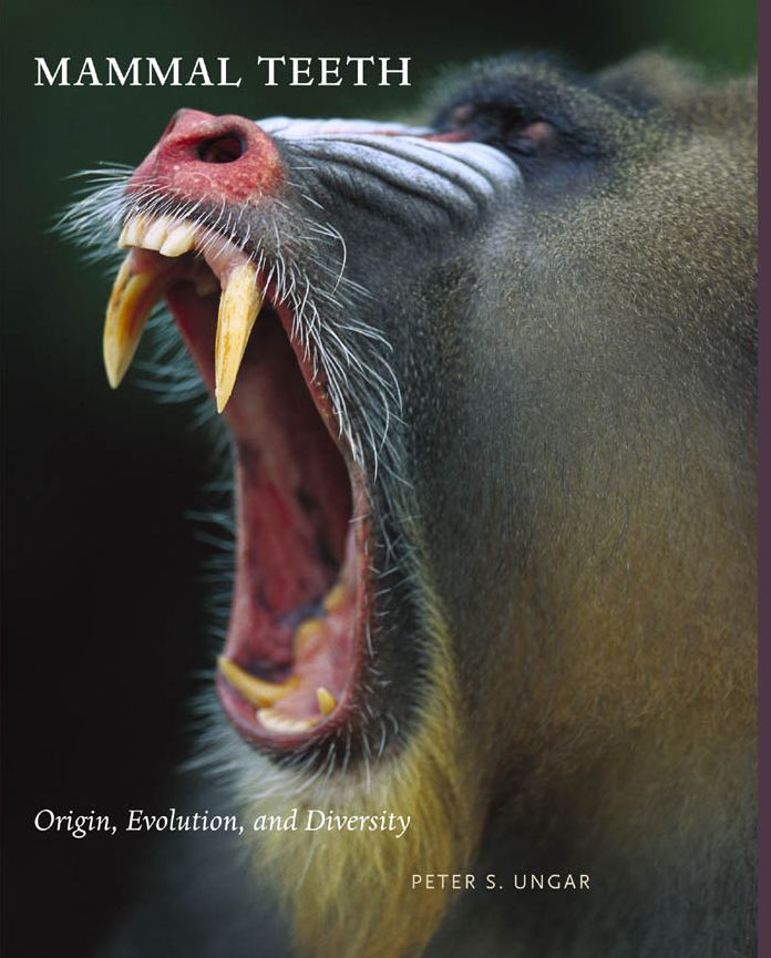 Mammal Teeth: Origin, Evolution, and Diversity