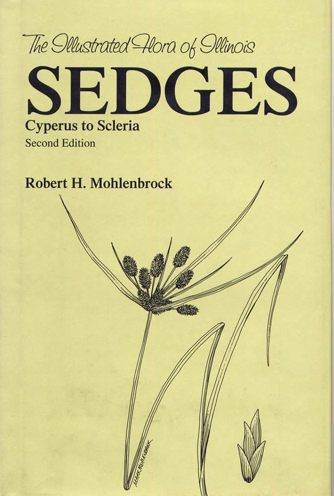 Sedges: Cyperus to Scleria