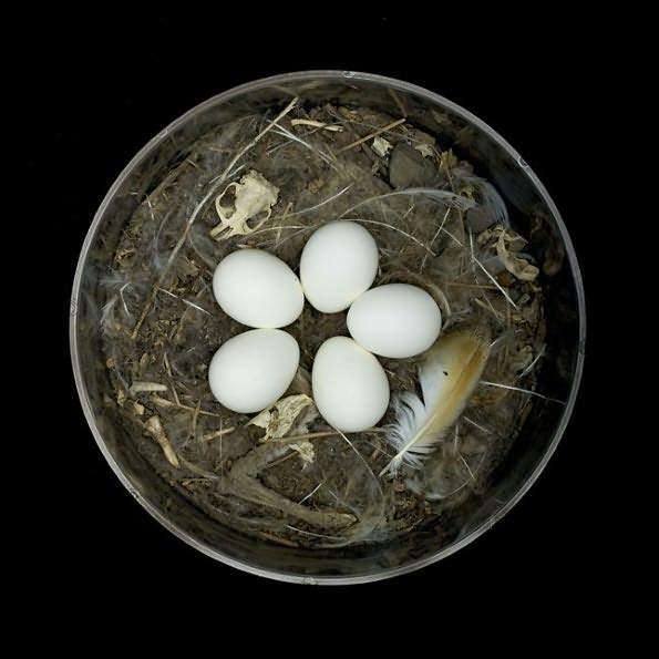 Nests: Fifty Nests and the Birds that Built Them