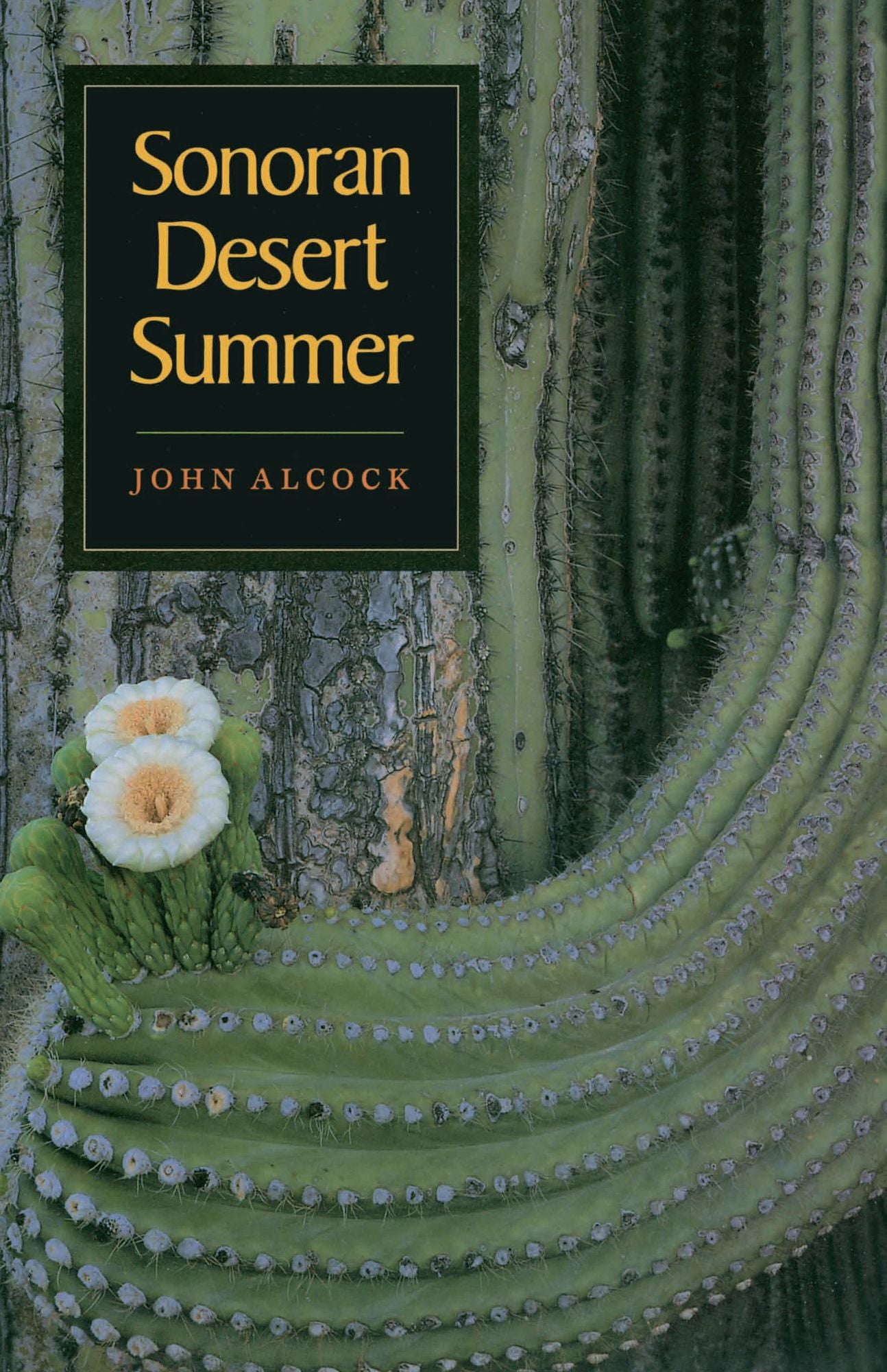 Sonoran Desert Summer