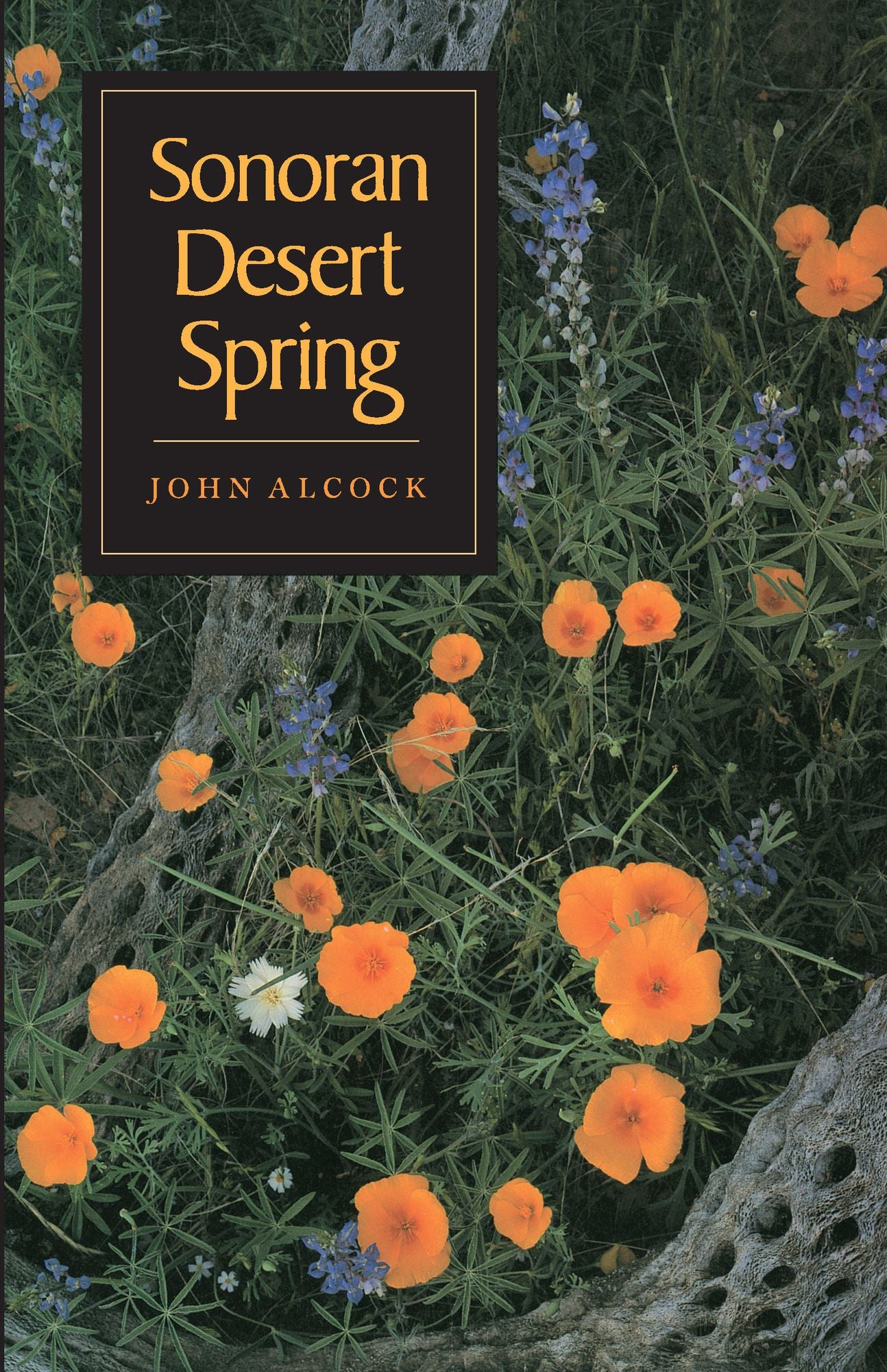 Sonoran Desert Spring