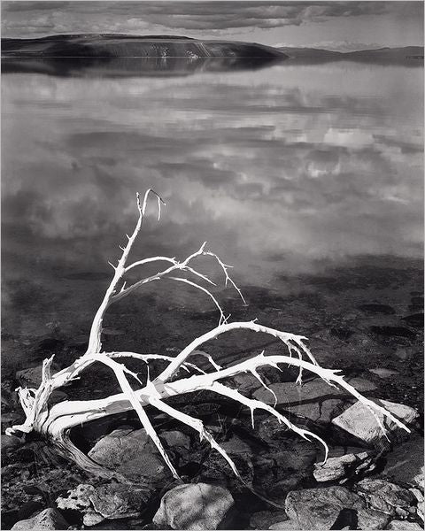 White Branches, Mono Lake, California, 1947