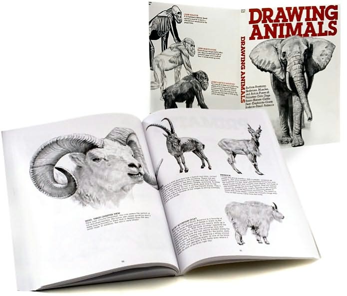 Drawing Animals