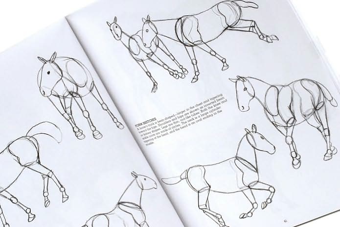 Drawing Animals