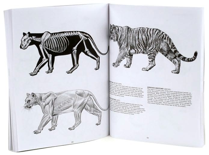 Drawing Animals