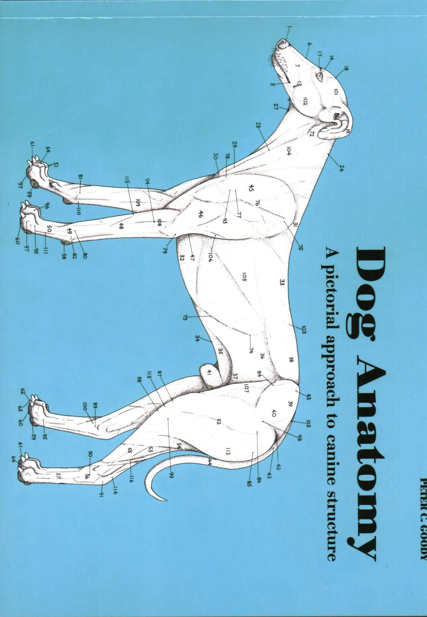 Dog Anatomy: A pictoral approach to canine structure
