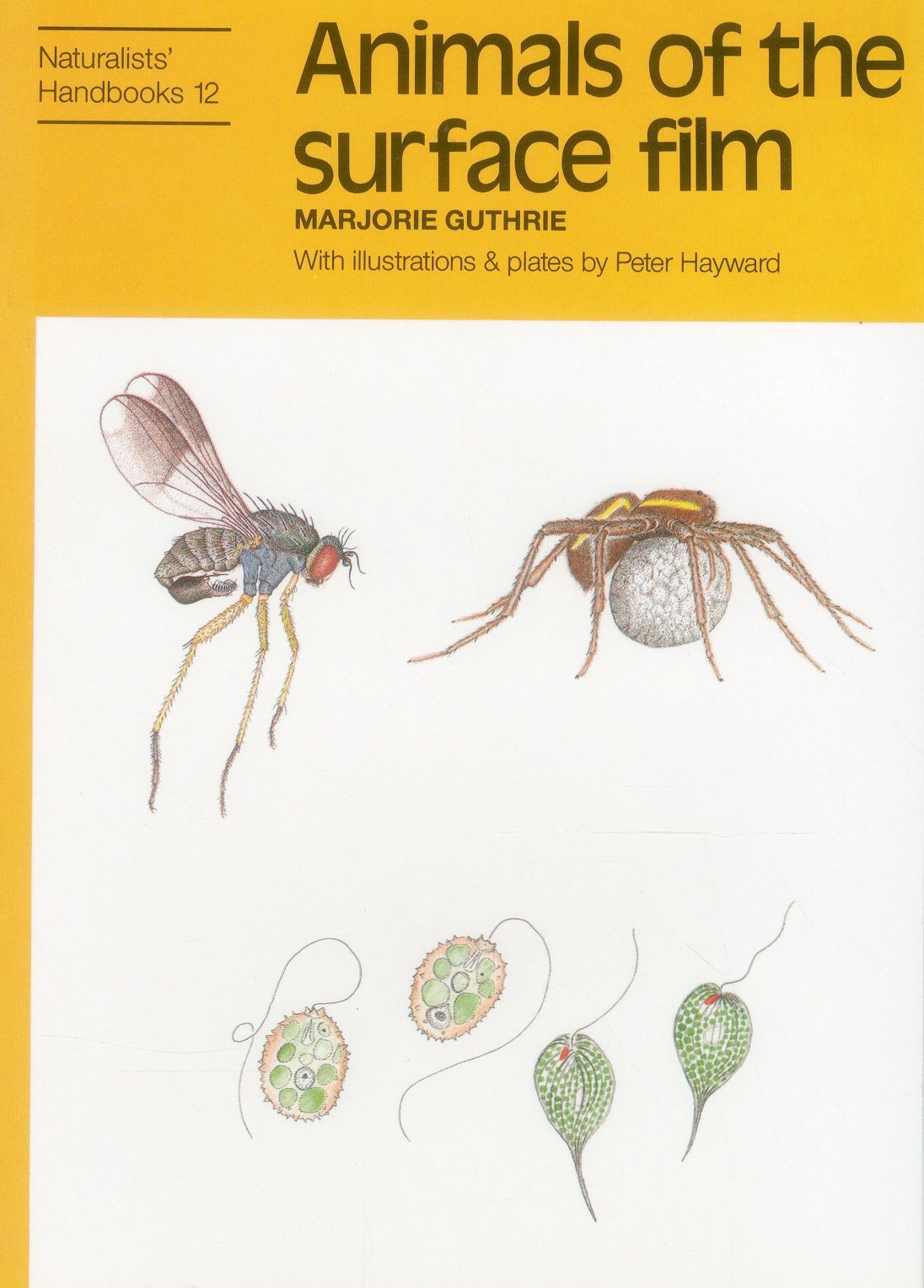 Animals of the Surface Film