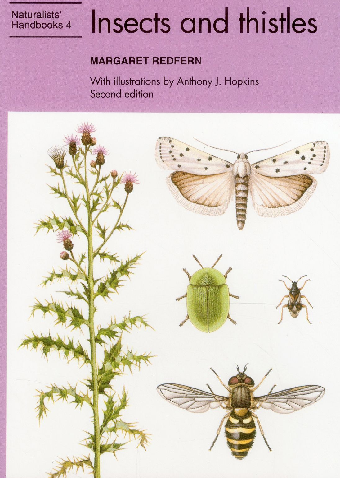 Insects and Thistles
