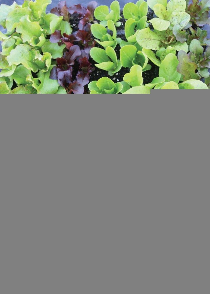 Organic Gardening, 2nd Edition: The Natural No-Dig Way