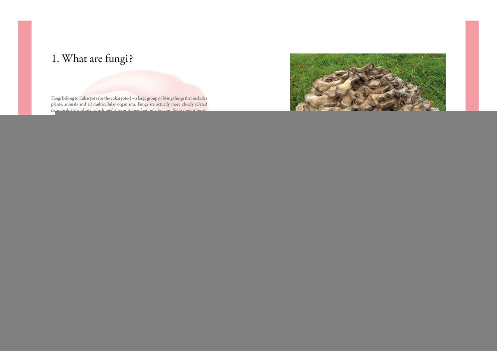 Edible Mushrooms: A Forager's Guide to the Wild Fungi of Britain and Europe