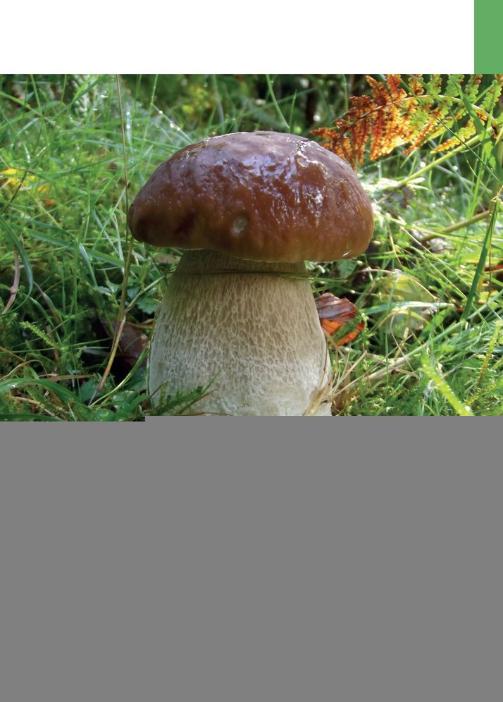Edible Mushrooms: A Forager's Guide to the Wild Fungi of Britain and Europe