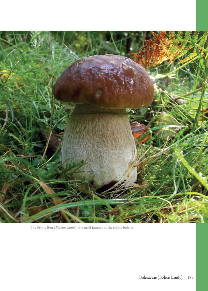 Edible Mushrooms: A Forager's Guide to the Wild Fungi of Britain and Europe