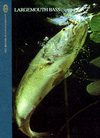 Largemouth Bass