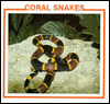 Coral Snakes