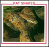 Rat Snakes