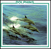 Dolphins