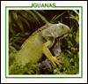Iguanas