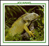 Iguanas