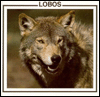 Lobos (Wolves)