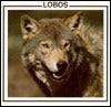 Lobos (Wolves)