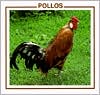Pollos (Chickens)