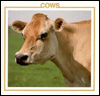 Cows