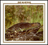 Beavers