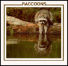 Raccoons