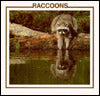 Raccoons