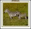 Zebras
