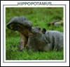 Hippopotamus