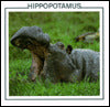 Hippopotamus