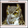 Lechuzas (Owls)